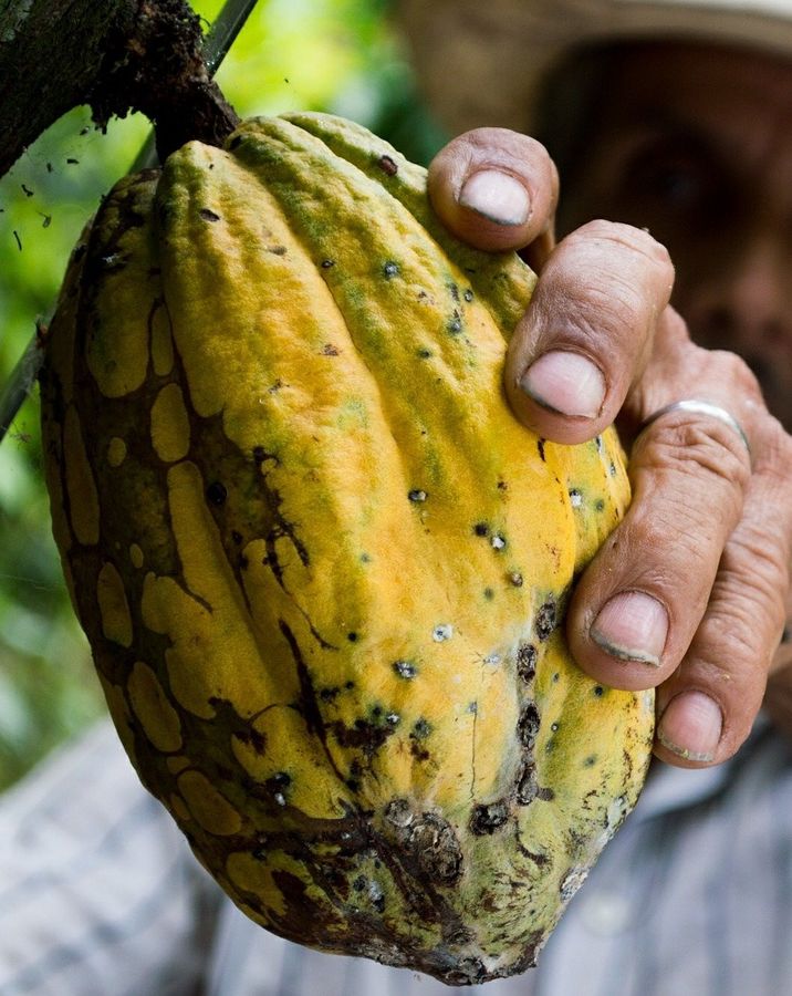 Fèves de cacao sélectionnées par Kimaji