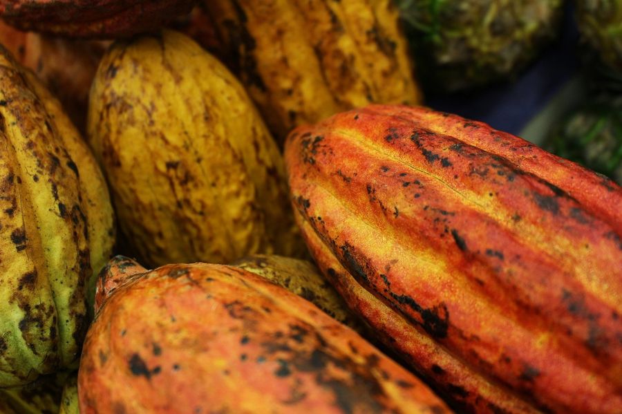 Poudre de cacao Kimaji